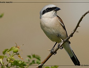 Animali 115
